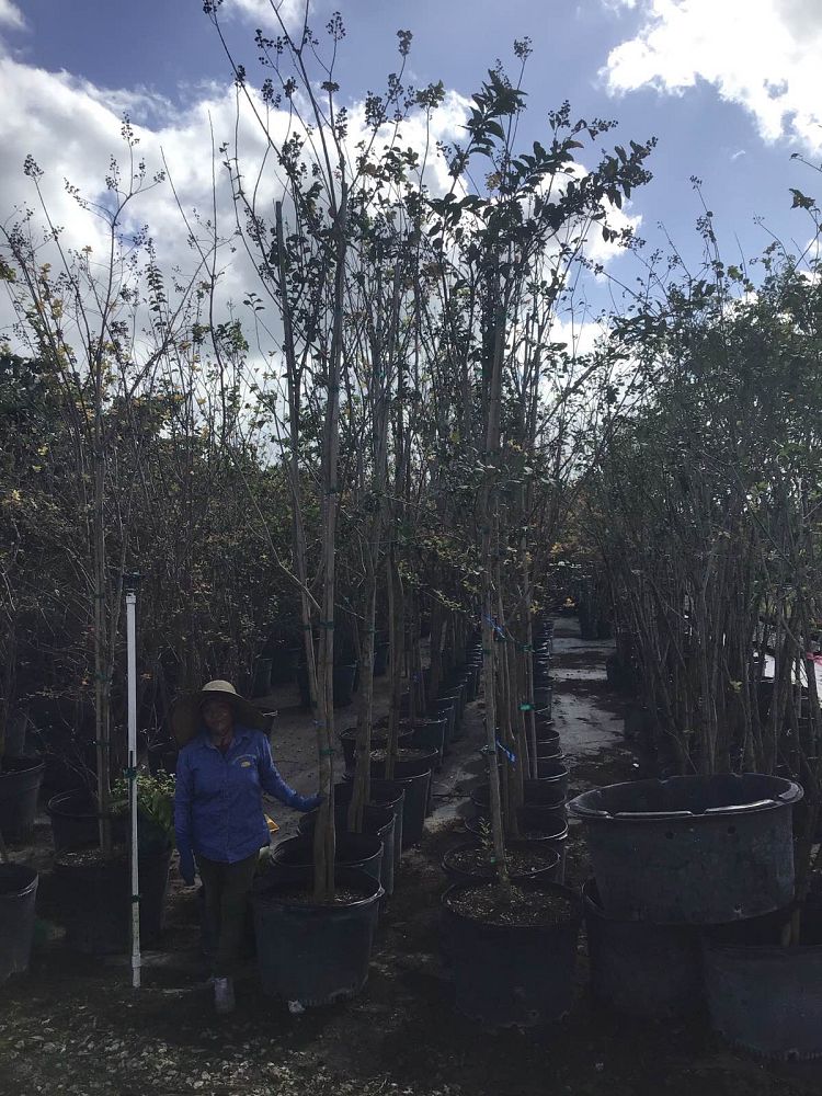 lagerstroemia-indica-catawba-crape-myrtle