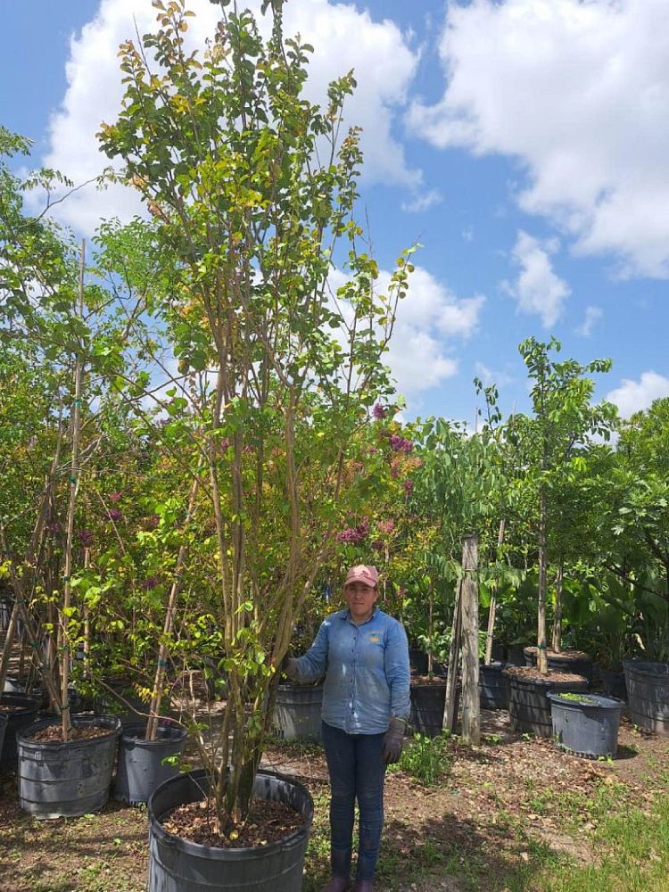 lagerstroemia-indica-catawba-crape-myrtle