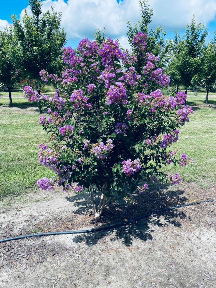 lagerstroemia-indica-catawba-crape-myrtle