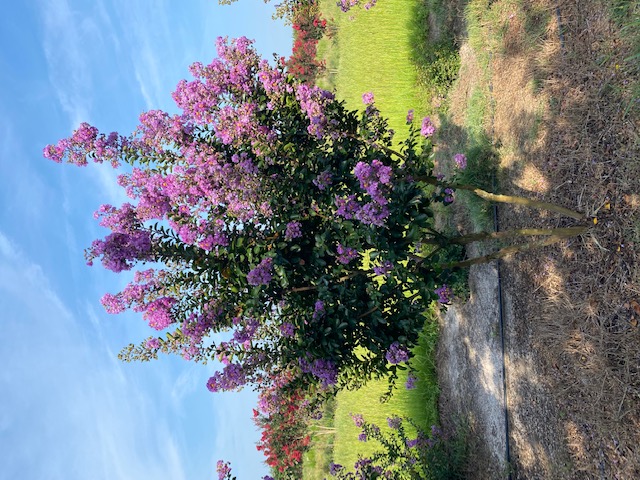 lagerstroemia-indica-catawba-crape-myrtle