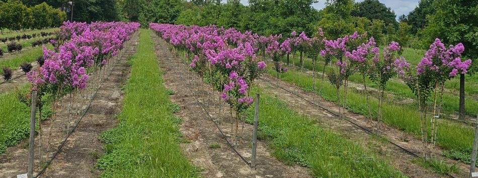 lagerstroemia-indica-catawba-crape-myrtle
