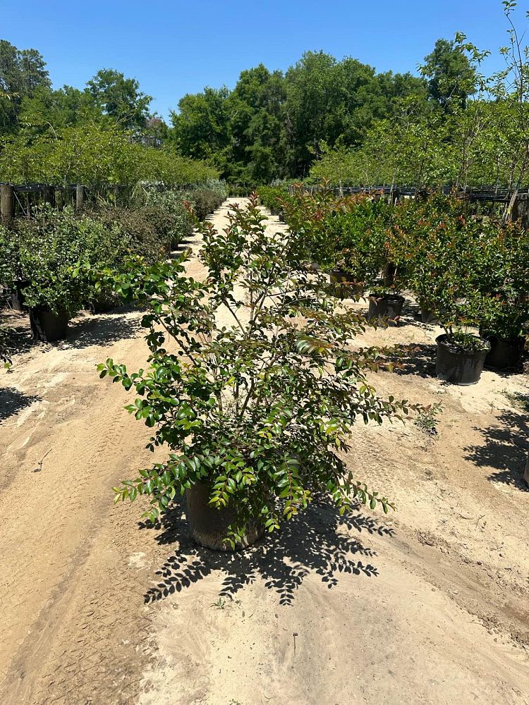 lagerstroemia-indica-catawba-crape-myrtle