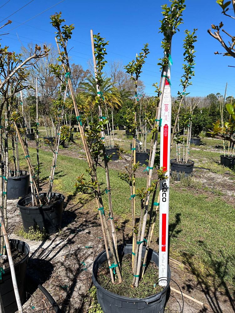 lagerstroemia-indica-catawba-crape-myrtle