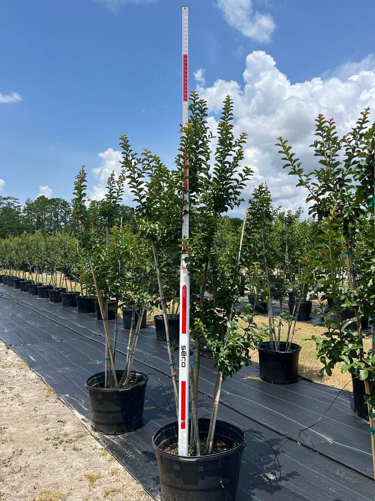 lagerstroemia-indica-catawba-crape-myrtle