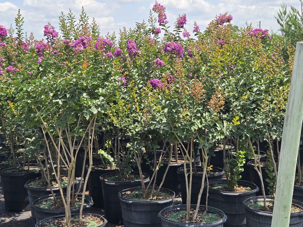lagerstroemia-indica-catawba-crape-myrtle