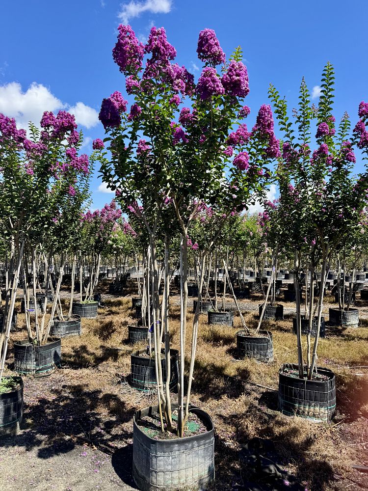 lagerstroemia-indica-catawba-crape-myrtle