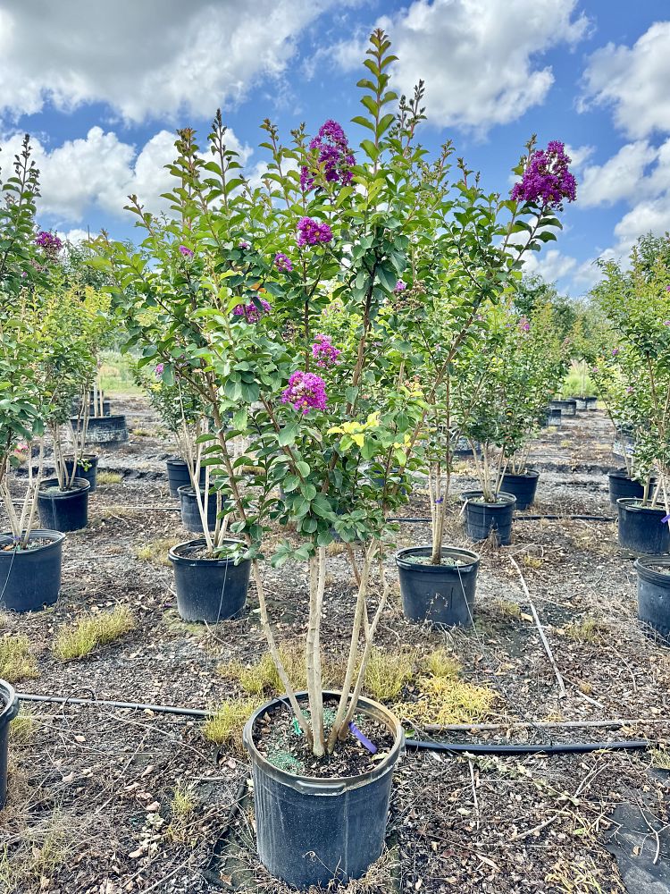 lagerstroemia-indica-catawba-crape-myrtle