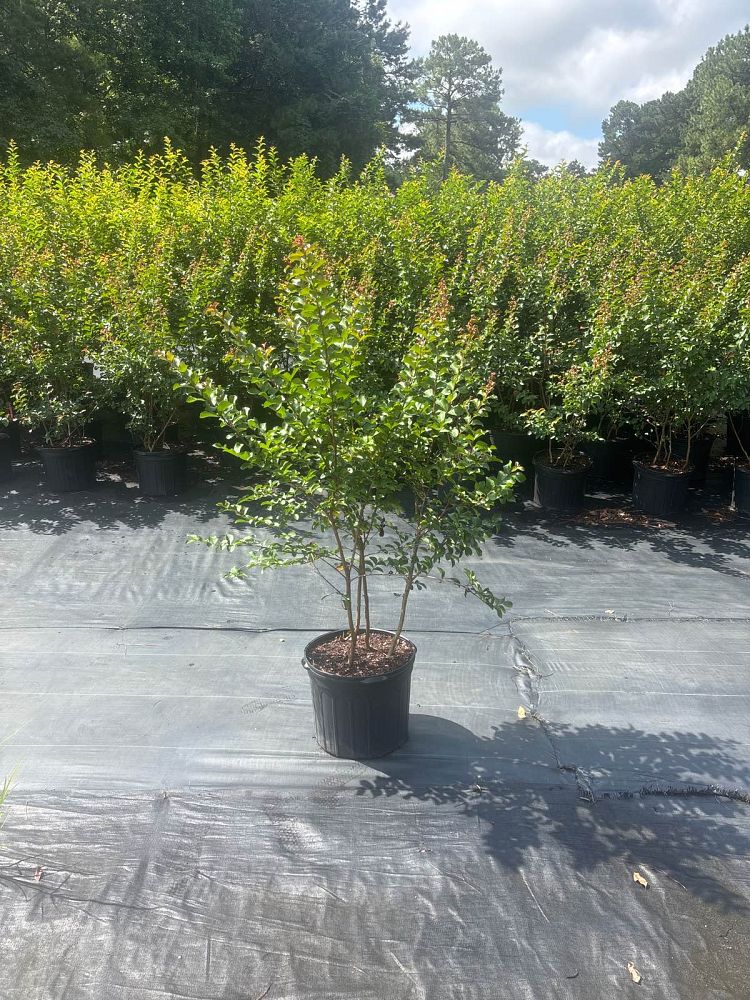 lagerstroemia-indica-catawba-crape-myrtle