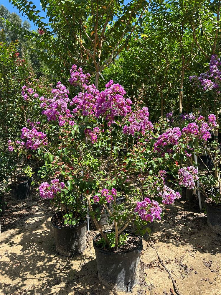 lagerstroemia-indica-catawba-crape-myrtle