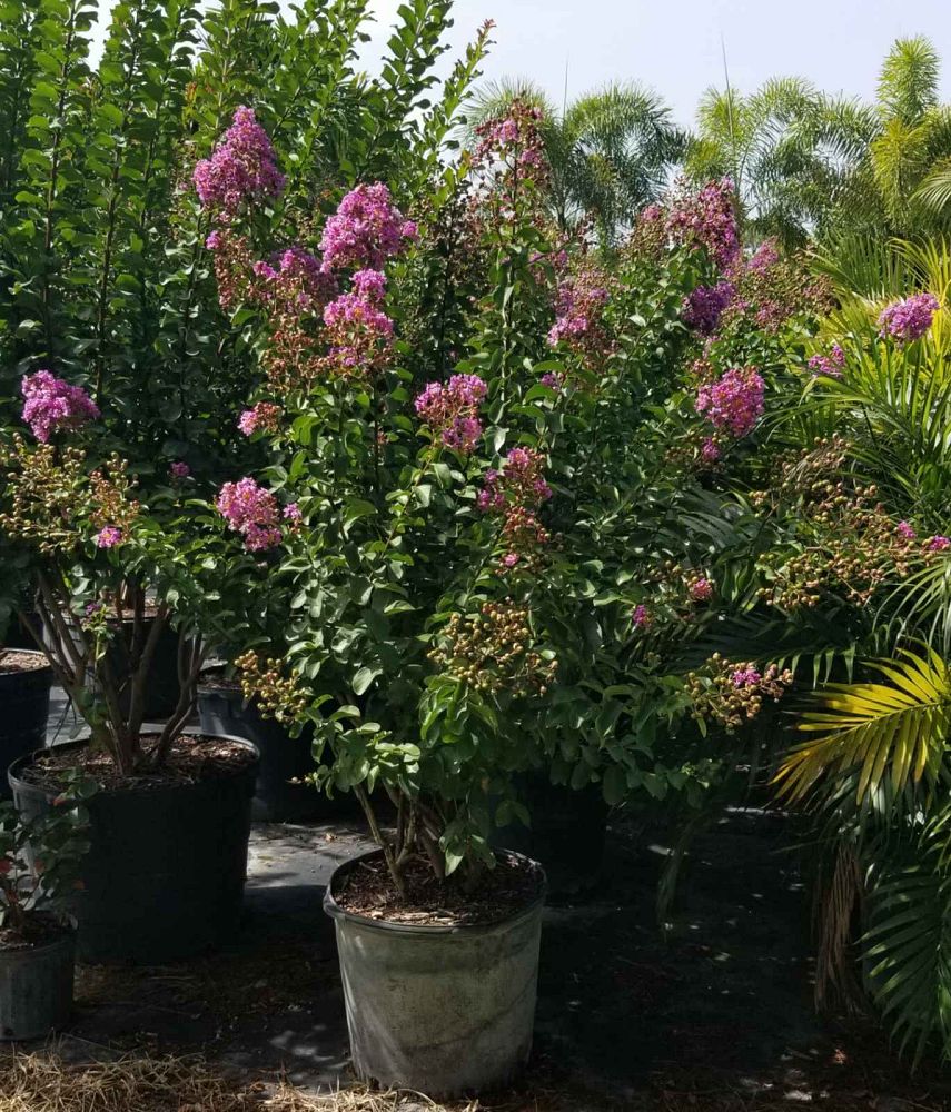 lagerstroemia-indica-centennial-crape-myrtle