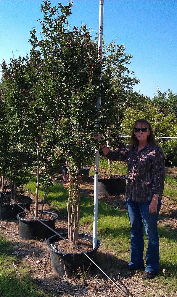 lagerstroemia-indica-centennial-spirit-crape-myrtle