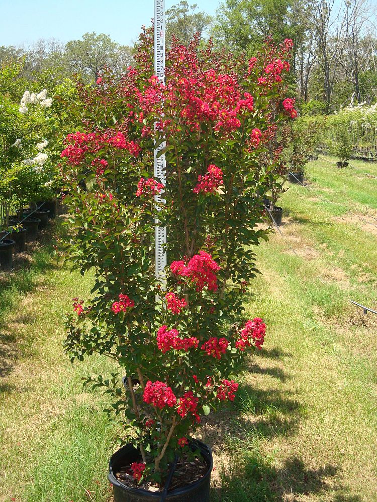 lagerstroemia-indica-centennial-spirit-crape-myrtle