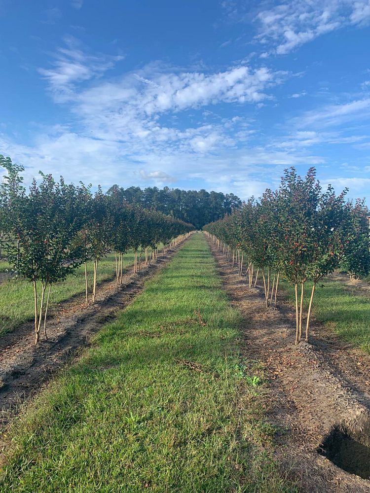 lagerstroemia-indica-centennial-spirit-crape-myrtle