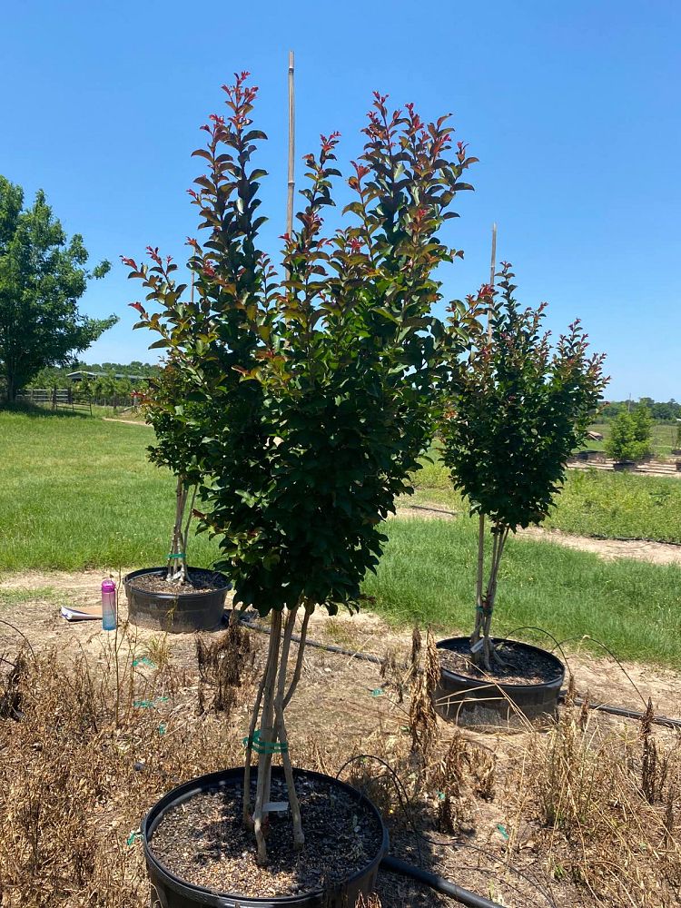 lagerstroemia-indica-centennial-spirit-crape-myrtle
