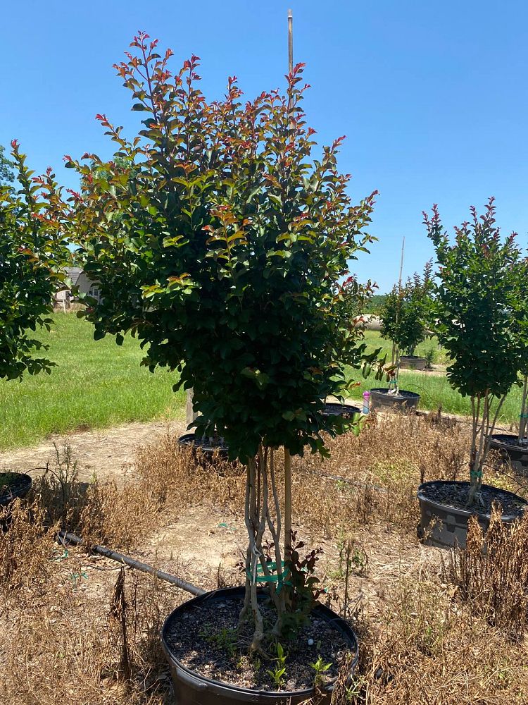 lagerstroemia-indica-centennial-spirit-crape-myrtle