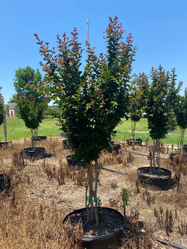 lagerstroemia-indica-centennial-spirit-crape-myrtle