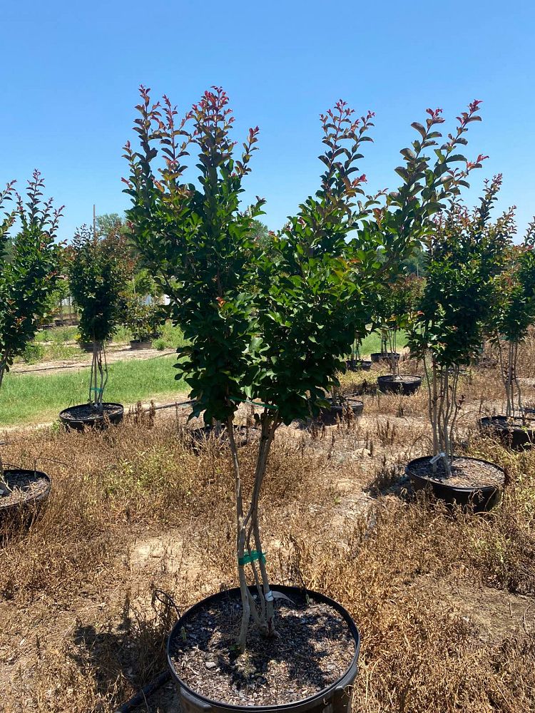 lagerstroemia-indica-centennial-spirit-crape-myrtle