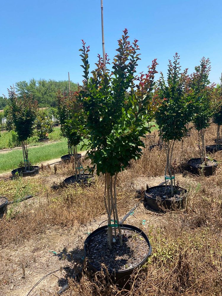 lagerstroemia-indica-centennial-spirit-crape-myrtle