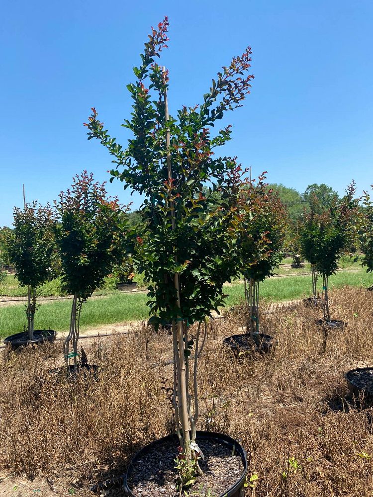lagerstroemia-indica-centennial-spirit-crape-myrtle