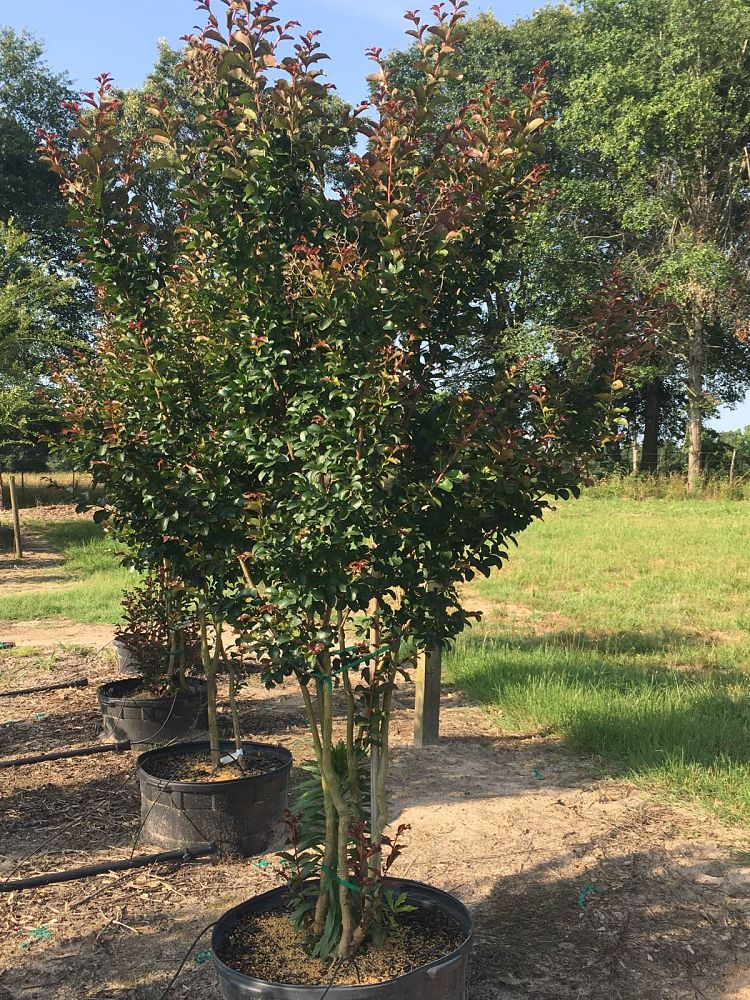 lagerstroemia-indica-centennial-spirit-crape-myrtle