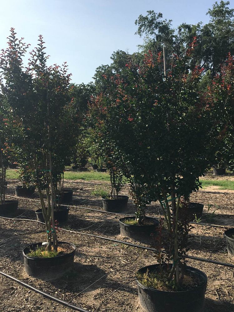 lagerstroemia-indica-centennial-spirit-crape-myrtle