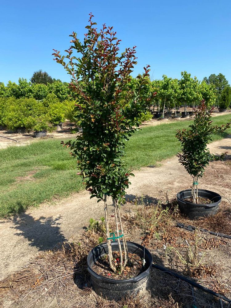 lagerstroemia-indica-centennial-spirit-crape-myrtle