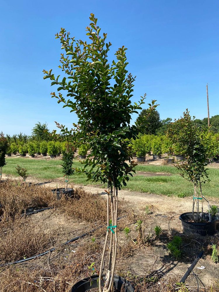 lagerstroemia-indica-centennial-spirit-crape-myrtle