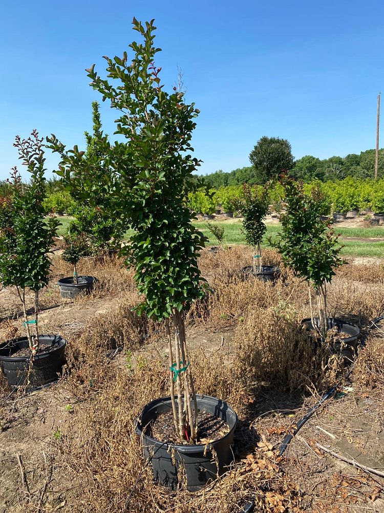 lagerstroemia-indica-centennial-spirit-crape-myrtle