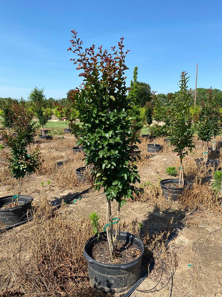 lagerstroemia-indica-centennial-spirit-crape-myrtle