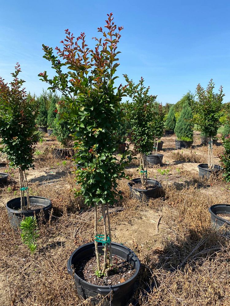 lagerstroemia-indica-centennial-spirit-crape-myrtle