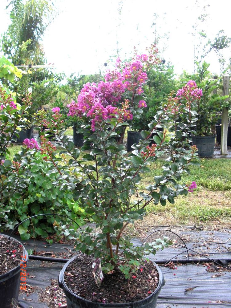 Lagerstroemia indica 