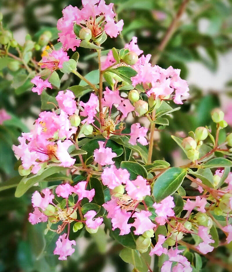 lagerstroemia-indica-cotton-candy-crape-myrtle