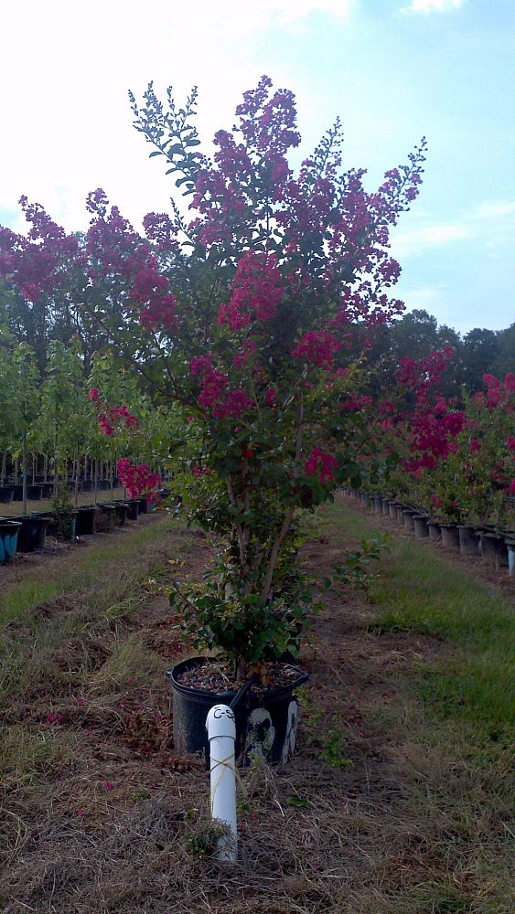 lagerstroemia-indica-country-red-crape-myrtle