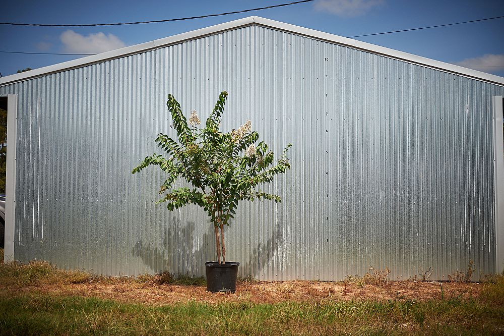 lagerstroemia-indica-country-red-crape-myrtle