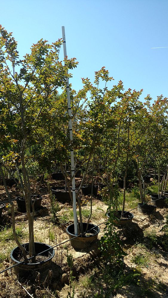 lagerstroemia-indica-country-red-crape-myrtle