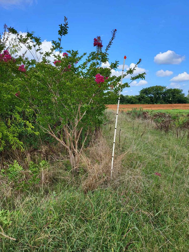 lagerstroemia-indica-country-red-crape-myrtle