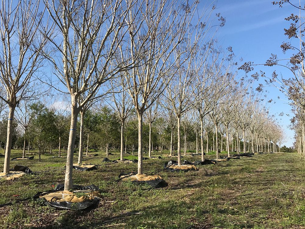 Lancaster Trees & Shrubs