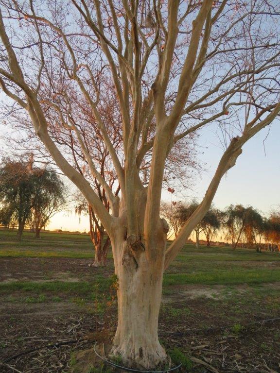 lagerstroemia-indica-crape-myrtle