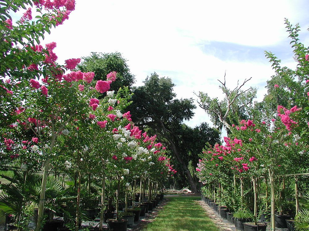 lagerstroemia-indica-crape-myrtle