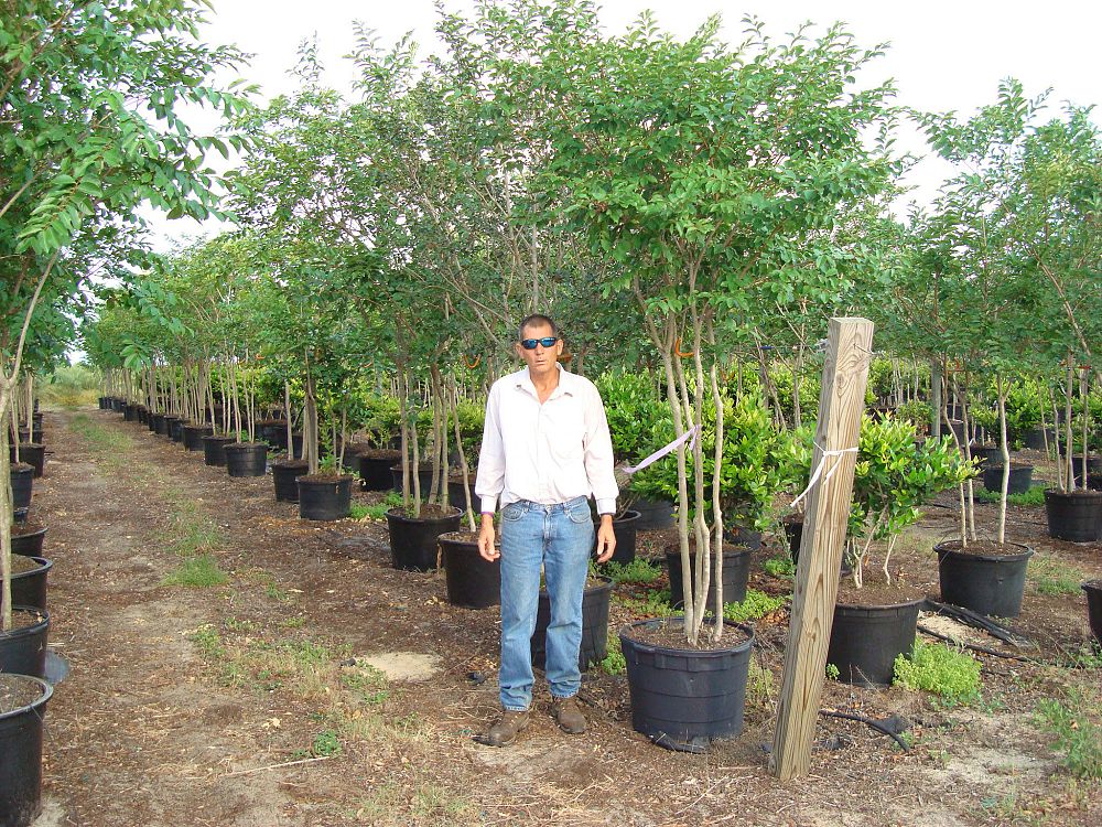lagerstroemia-indica-crape-myrtle