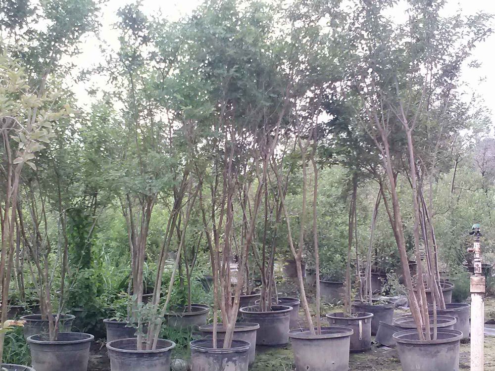 lagerstroemia-indica-crape-myrtle