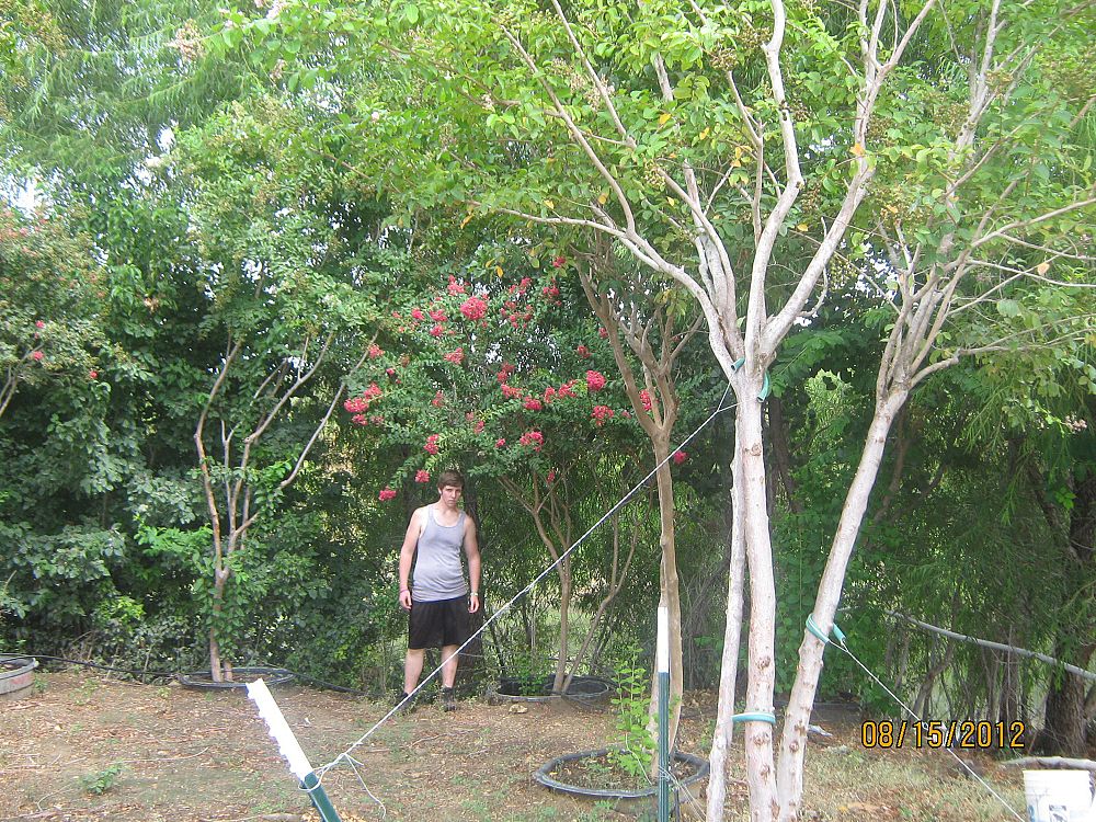 lagerstroemia-indica-crape-myrtle