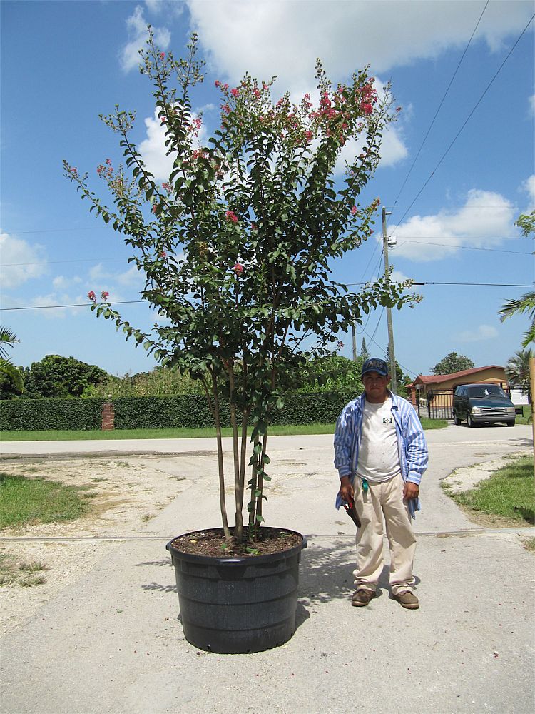 lagerstroemia-indica-crape-myrtle