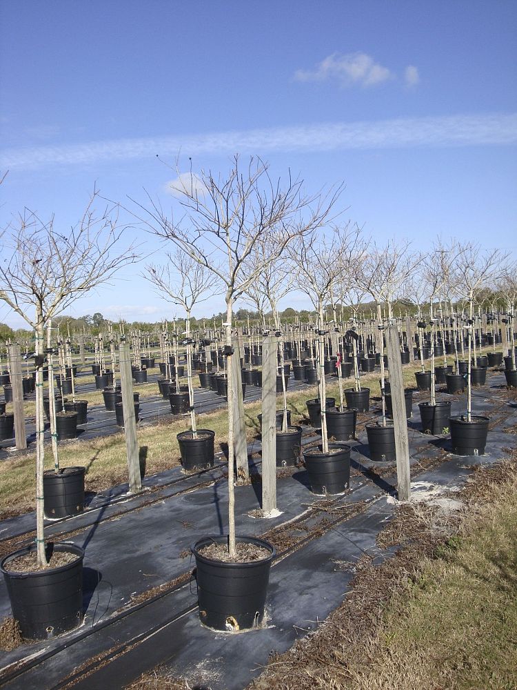 lagerstroemia-indica-crape-myrtle