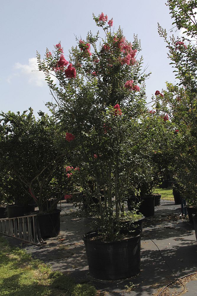 lagerstroemia-indica-crape-myrtle