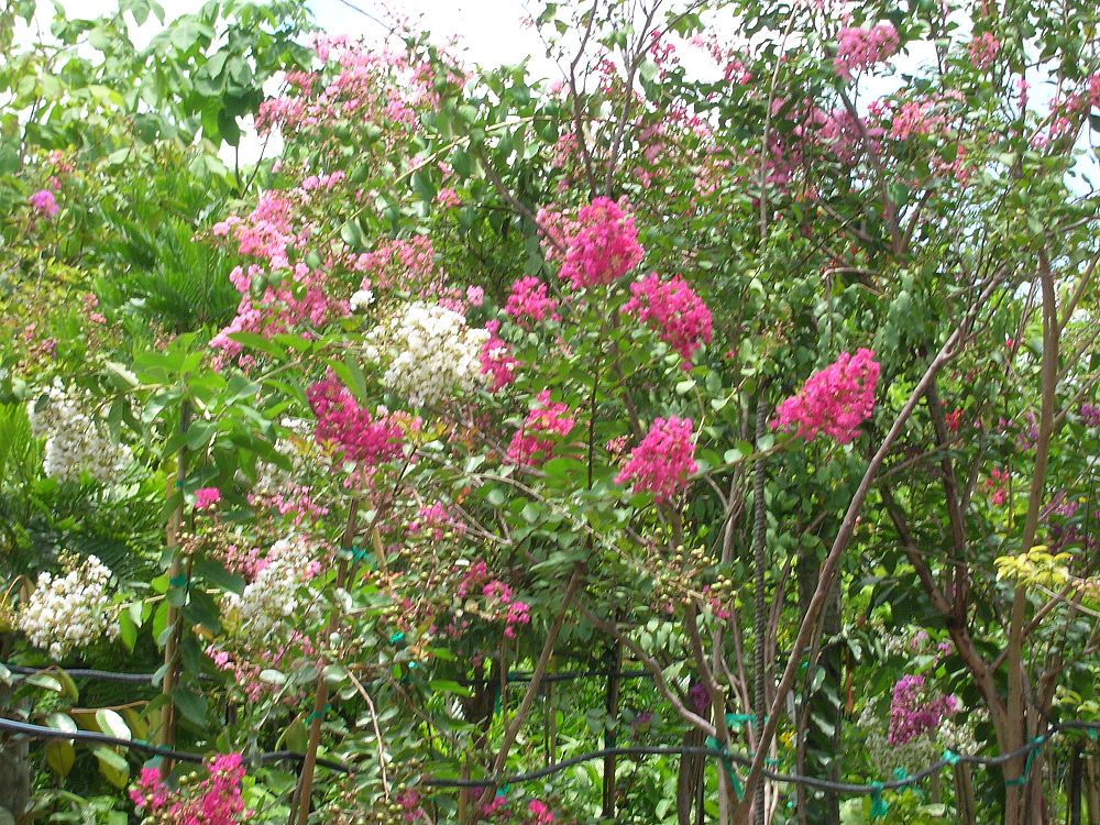 lagerstroemia-indica-crape-myrtle