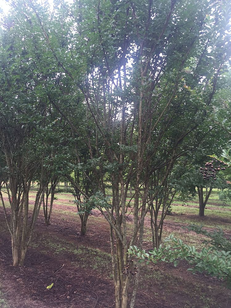 lagerstroemia-indica-crape-myrtle