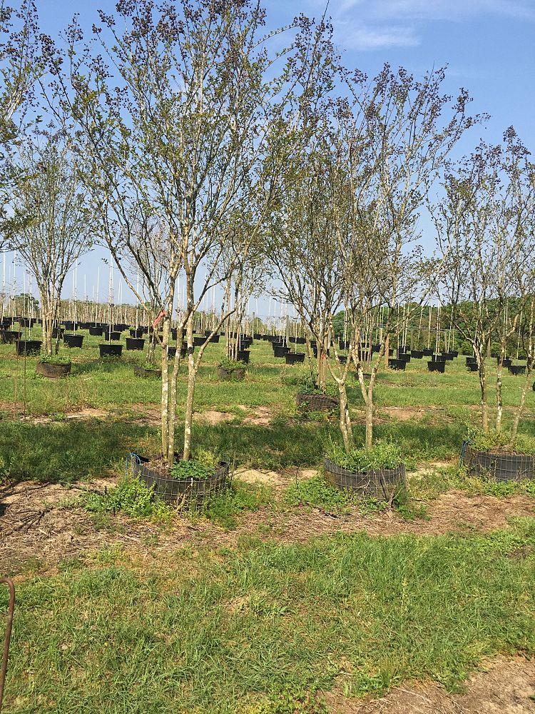 lagerstroemia-indica-crape-myrtle