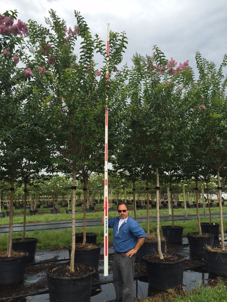 lagerstroemia-indica-crape-myrtle