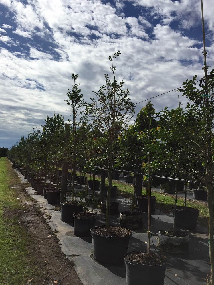 lagerstroemia-indica-crape-myrtle